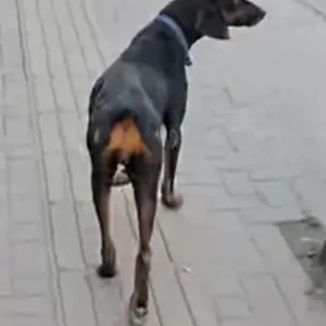 A Black Doberman Dog Found from Kumaripati Area