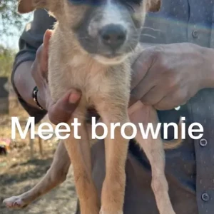 Female Indie Dog Adoption for Adoption in Pune