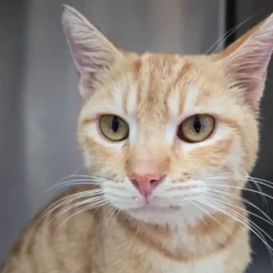 A Light Brown Domestic Shorthair Cat Missing from Dubai Creek Harbour near the vet clinic