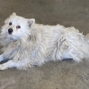 A White Pomeranian Dog Found from Raato Gumba, Raniban KTM