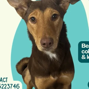Female Medium Breed Dog Adoption for Adoption in Delhi NCR