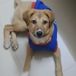 Female Indie Dog Adoption for Adoption in Noida-3