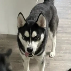 A Black and White Siberian Husky Dog Missing from Carver St