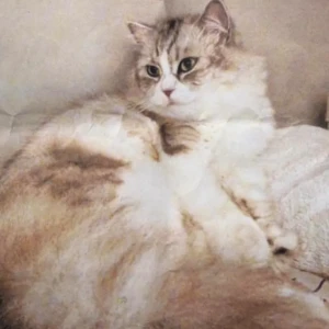 A White-Brown Mix Domestic Longhair Cat Missing from Al Ashari Street, Umm Suqeim 1
