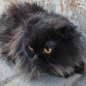 A Black Persian Cat Found from Jafliya, behind the Chelsea Hotel