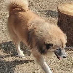 A Light Brown Mix Dog Missing from Mahendranagar