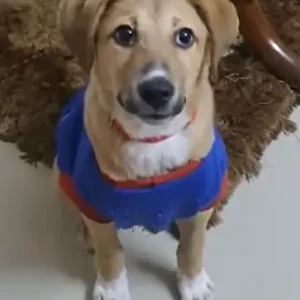 Female Indie Dog Adoption for Adoption in Noida-2