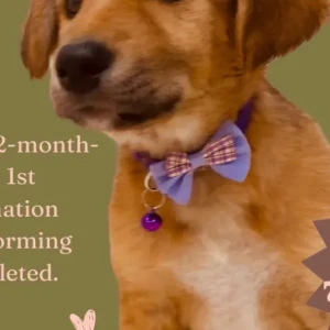 Female Indie Dog Adoption for Adoption in Wakad