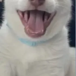 Male Indie Dog Adoption for Adoption in Delhi NCR-2