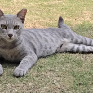 A Grey Domestic Shorthair Cat Missing from Hotel Heritage, Bhaktapur, Suryabinayak