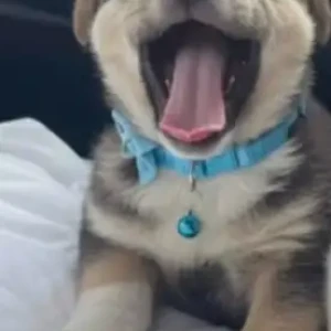 Male Indie Dog Adoption for Adoption in Delhi NCR