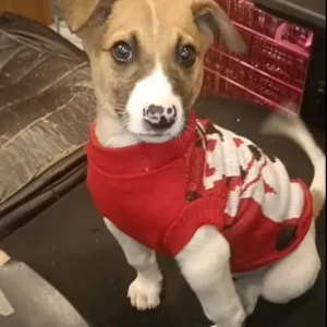 Male Indie Dog Adoption for Adoption in Delhi NCR