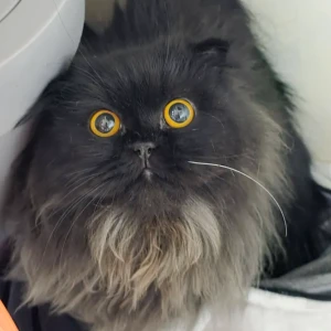 A Black Persian Cat Found from Jafliya, behind the Chelsea Hotel-3