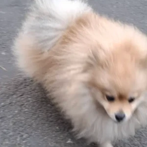 A White Pomeranian Dog Found from Anamnagar Bhatbhateni