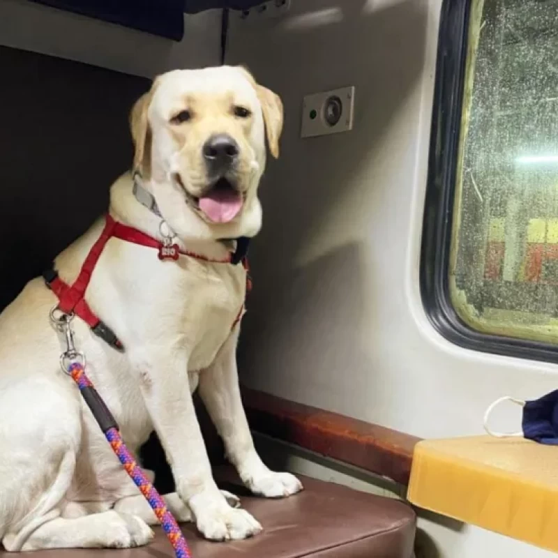 How to book ticket and travel in train with your pet?