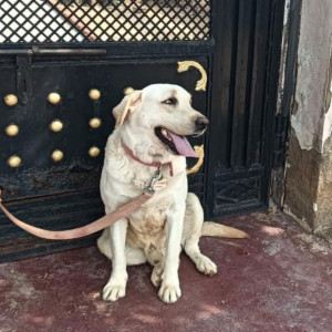 My dog Bruno white Labrador on 15th August