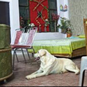 My dog Bruno white Labrador on 15th August-3