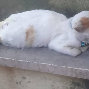 Pet cat found outside a pet shot opposite to Canara bank Bibvewadi.