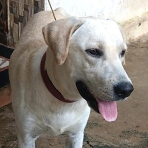 Charlie the Labrador is missing from home. Please help