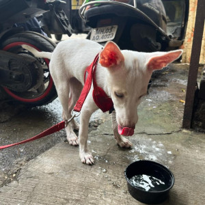 Lost or abandoned found-2