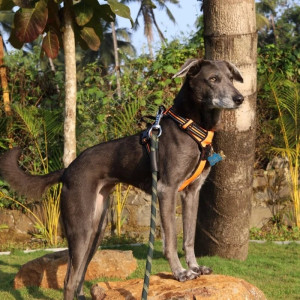 Pet dog is missing from Nimgaon, Mhalungi