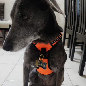 Pet dog is missing from Nimgaon, Mhalungi-2