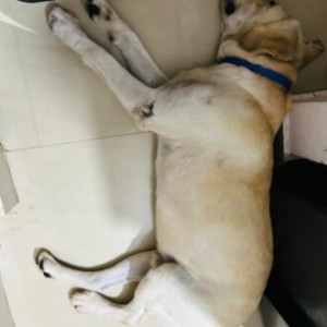 Found Labrador dog at Bengaluru