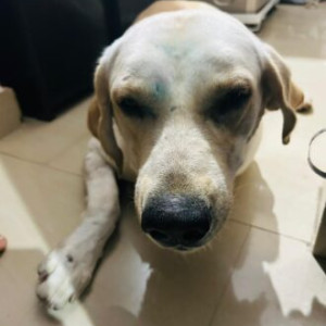 Found Labrador dog at Bengaluru-2