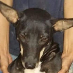 My pet dog Gaya is missing from Vinayak Kefi in Assagao-2