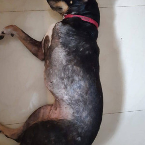 My pet dog Gaya is missing from Vinayak Kefi in Assagao-3