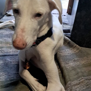 A White Rajapalayam Dog Missing from Chennai