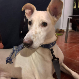 A White Indie Dog Found from Anna Nagar West Extension, Chennai-3