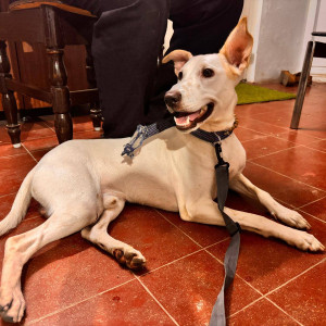A White Indie Dog Found from Anna Nagar West Extension, Chennai