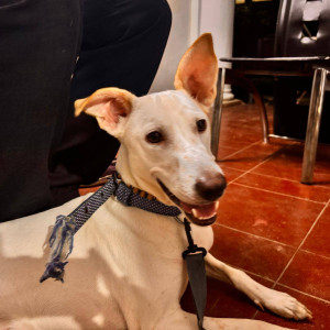 A White Indie Dog Found from Anna Nagar West Extension, Chennai-2