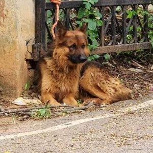 Pet dog found in Bengaluru(Karnataka)