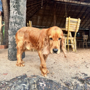 Golden Retriever found near Soneca  Cola Beach Resort