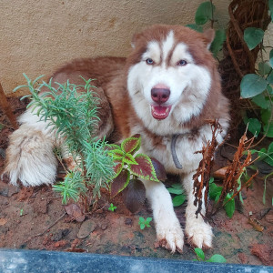 My dog missing from kr.puram extention-5