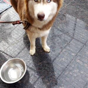 My dog missing from kr.puram extention-3