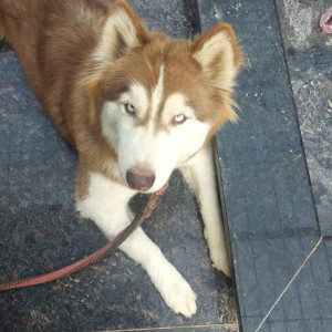 My dog missing from kr.puram extention-2