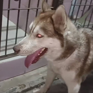 Male Husky  found near Iscon platinum