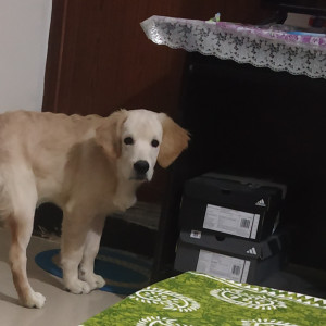 I lost my Dog whose name is Duke-2