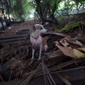 Pet dog found in Chennai