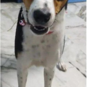 My pet dog Chowki is missing from Nacharam, Esi hospital .-3