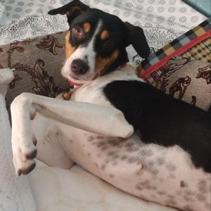 My pet dog Chowki is missing from Nacharam, Esi hospital .-2