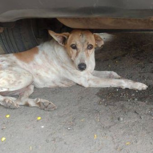 A dog is found in Anand Nagar Dahisar East