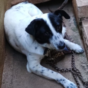 Missing: Black and White Female Indie Dog from Sarjapura