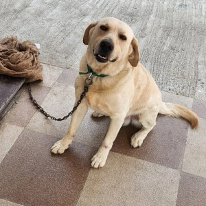 Labrador found from Kannu ki Chai, Twin Towers, Ravet