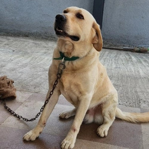 Labrador found from Kannu ki Chai, Twin Towers, Ravet-2