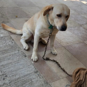 Labrador found from Kannu ki Chai, Twin Towers, Ravet-3