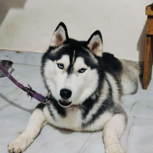 Missing: White and Grey Male Husky Dog from Kebbala